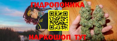 стаф Кингисепп